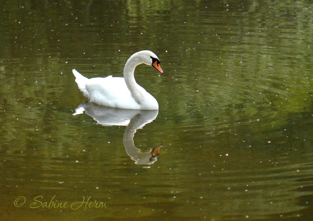 Schwan2 Kopie